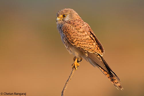 A Common Kestrel <i>(Falco tinnunculus)</i> in early morning light.