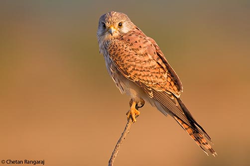A female Eurasian Kestrel <i>(Falco tinnunculus)</i> staring at you.