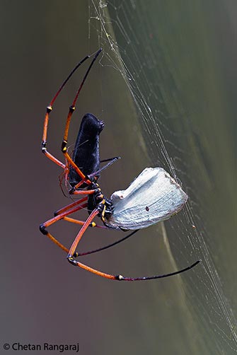 A pair of Black Wood Spiders <i>(Nephila kuhlii)</i>, the female feeding on a moth.