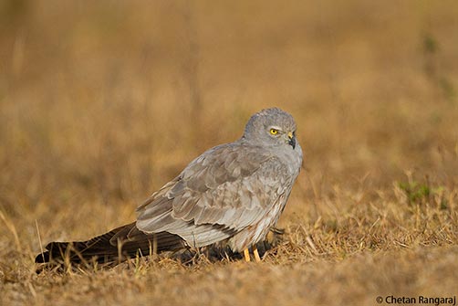 A male Montagu's Harrier <i>(Circus pygargus)</i> on the ground.