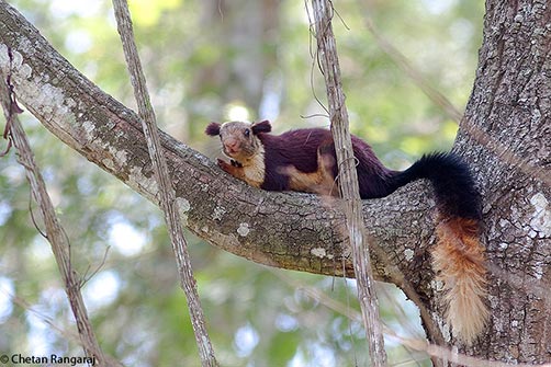 A Malabar giant aquirrel <i>(Ratufa indica)</i> relaxing on a branch.