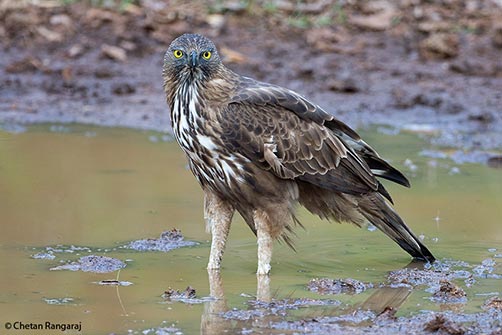A Changeable Hawk-Eagle <i>(Nisaetus cirrhatus)</i> glaring at you.