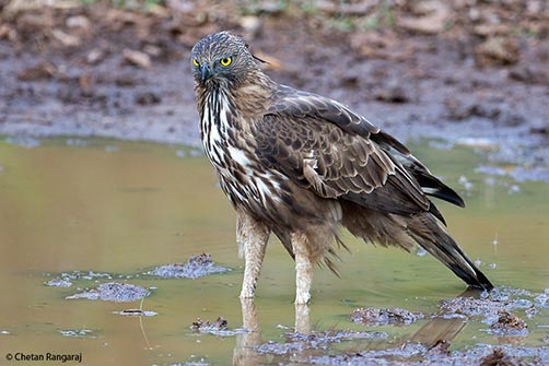 A Changeable Hawk-eagle <i>(Nisaetus cirrhatus)</i> cooling it's heels in a waterhole.