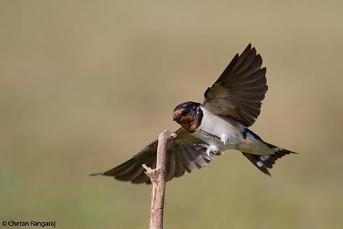 A swallow all set to touchdown on a twig.