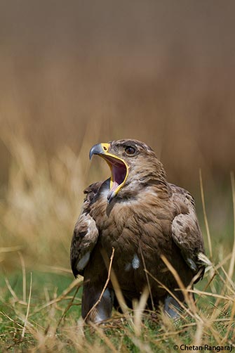 A Steppe Eagle <i>(Aquila nipalensis)</i> yawning.
