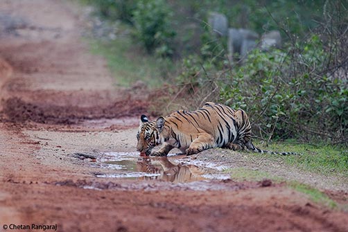A female Bengal tiger <i>(Panthera tigris)</i> drinking out of a puddle.