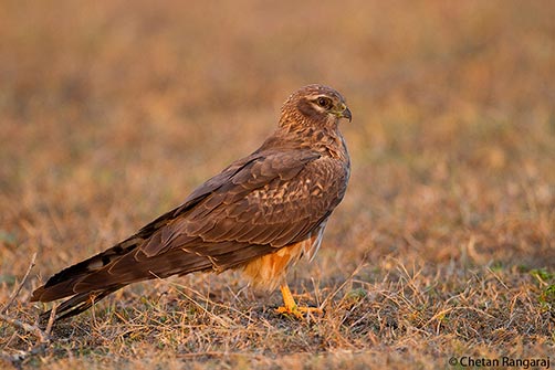 A female Montagu's Harrier <i>(Circus pygargus)</i> in late evening light.