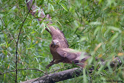 An Oriental Honey Buzzard <i>(Pernis ptilorhynchus)</i> navigating through a bamboo thicket.