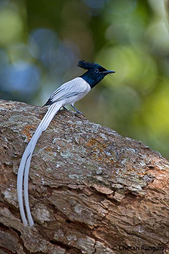 A male Asian Paradise-flycatcher <i>(Terpsiphone paradisi)</i>.