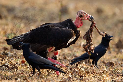 An Asian King Vulture <i>(Sarcogyps calvus)</i> scavenging on the remains of what appears to be a young langur while a pair of Jungle Crows <i>(Corvus macrorhynchos)<i> protest.