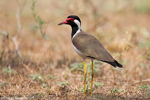 A Red-wattled Lapwing <i>(Vanellus indicus)</i>.