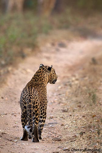A Male Leopard <i>(Panthera pardus)</i> on the prowl.