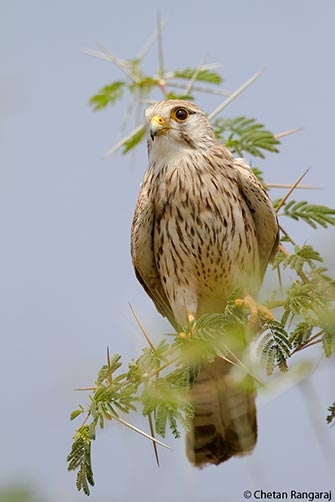 A Common Kestrel <i>(Falco tinnunculus)</i>.