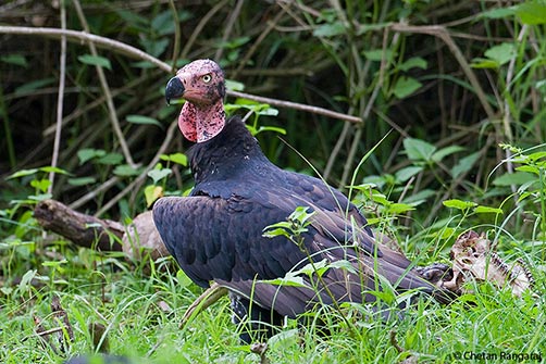 A Red-headed Vulture <i>(Sarcogyps calvus)</i> alongside the remains of a spotted deer.