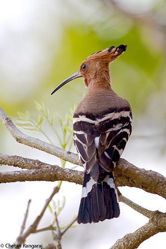 A Hoopoe <i>(Upupa epops)</i> perched on a branch.