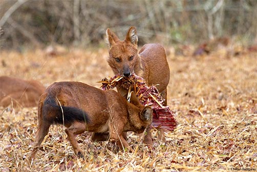 A pair of Dholes <i>(Cuon alpinus)</i> on a spotted deer rib-cage.