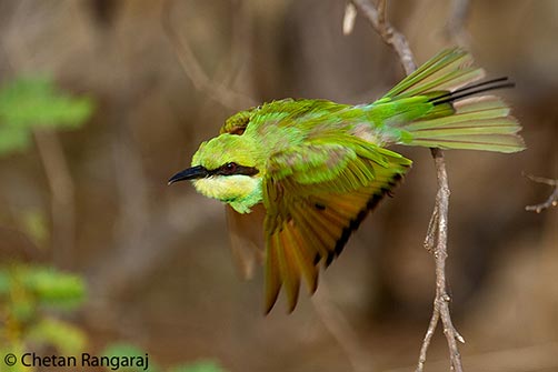 A Green Bee-eater <i>(Merops orientalis)</i> taking off.