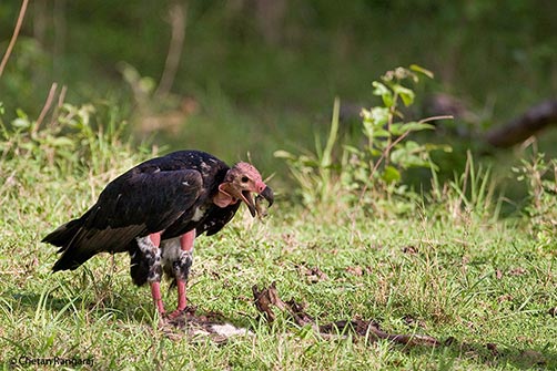 A Red-headed Vulture <i>(Sarcogyps calvus)</i> scavenging off the remains of a spotted deer.