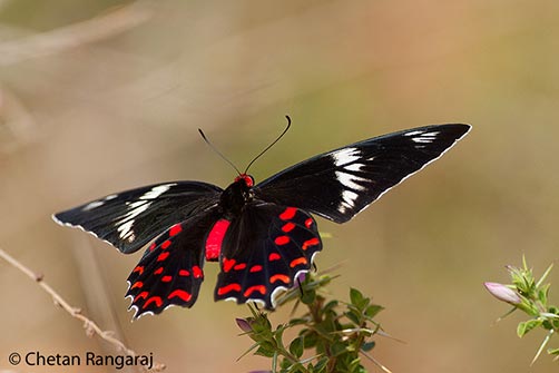 A Crimson Rose <i>(Atrophaneura hector)</i> butterfly touching down.