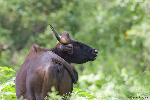 Indian wild cattle <i>(Bos gaurus)</i> - the largest in the world.
