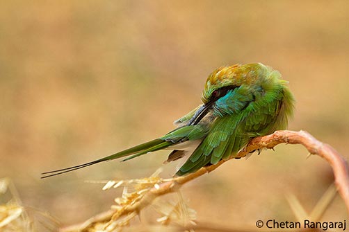 A Green Bee-eater <i>(Merops orientalis)</i> preening.