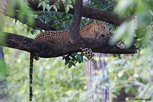 A male Asiatic Leopard <i>(Panthera pardus)</i> relaxing up a tree.