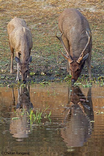 A pair of Sambar <i>(Cervus unicolor)</i> drinking out of a waterhole at dawn.