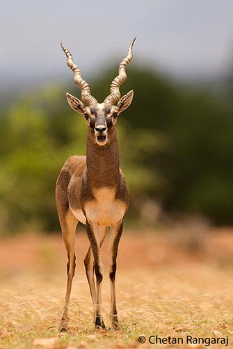 An alert male blackbuck <i>(Antilope cervicapra)</i>.