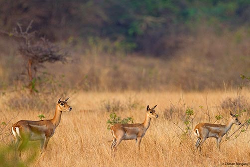 A group of alert blackbucks <i>(Antilope cervicapra)</i>.