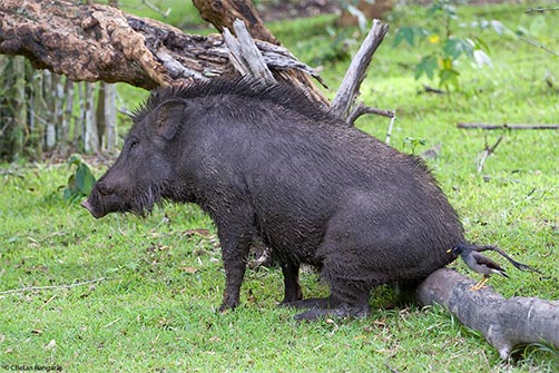 A wild boar <i>(Sus scrofa affinis)</i> scratching it's behind on a log after wallowing in mud.