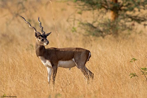 An adult male blackbuck <i>(Antilope cervicapra)</i>.