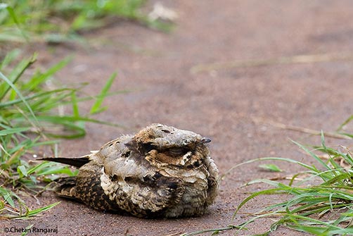 An Indian Jungle Nightjar <i>(Caprimulgus indicus)</i> catching up on some sleep on a jungle trail.