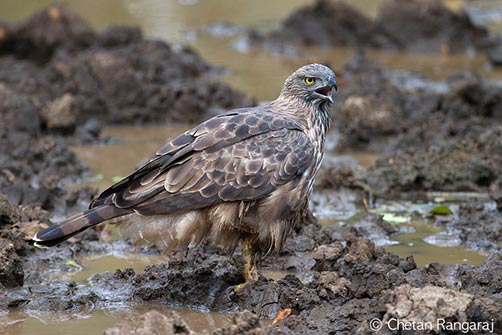 A Changeable Hawk-Eagle <i>(Nisaetus cirrhatus)</i> at a wet salt lick.