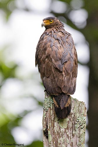 A Crested Serpent Eagle <i>(Spilornis cheela)</i> getting wet during the monsoon.
