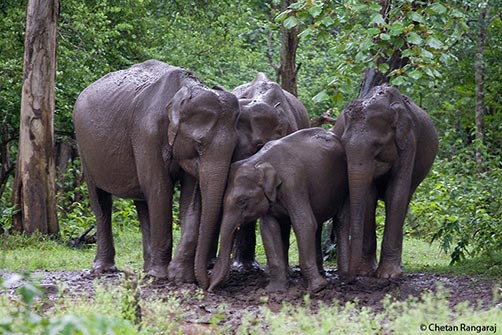 Indian Elephants <i>(Elephas maximus indicus)</i> after a mud bath.
