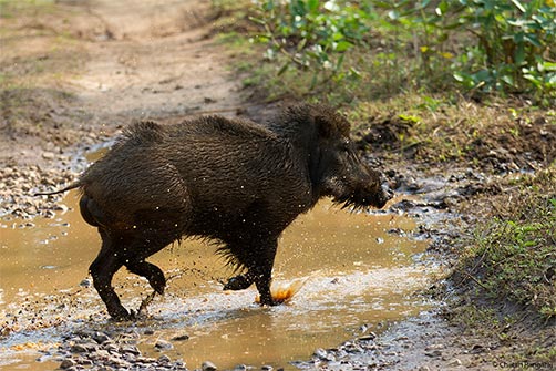 A Wild Boar <i>(Sus scrofa)</i> on the run.