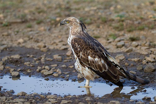 A Changeable Hawk-Eagle <i>(Nisaetus cirrhatus)</i> cooling its heels in a puddle.