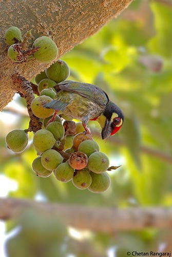 A Coppersmith Barbet <i>(Megalaima haemacephala)</i> feeding on wild figs.