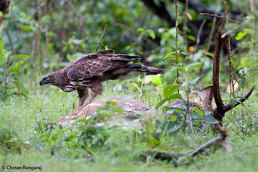 A Changeable Hawk-eagle <i>(Nisaetus cirrhatus)</i> scavenging off a spotted deer carcass.