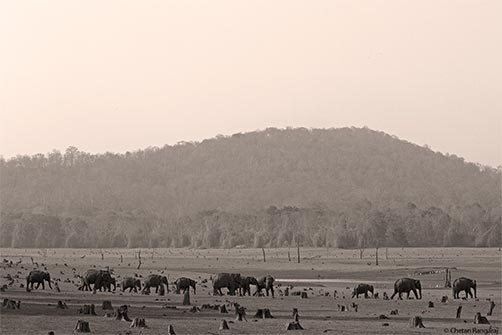 A herd of Indian Elephants <i>(Elephas maximus)</i> on the banks of the Kabini.