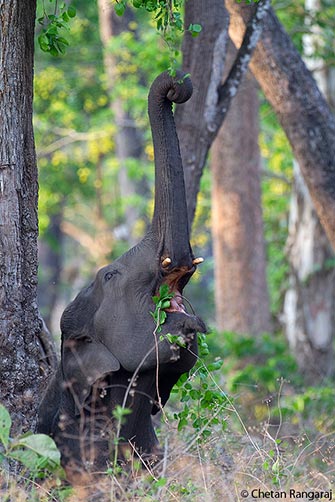 An Indian Elephant <i>(Elephas maximus indicus)</i> reaching for some succulent young leaves.