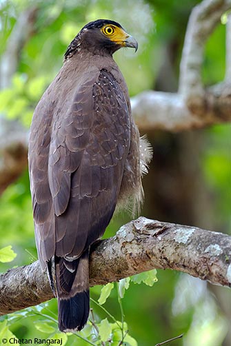A Crested Serpent Eagle <i>(Spilornis cheela)</i> on the lookout for prey.