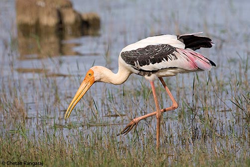 An adult Painted Stork <i>(Mycteria leucocephala)</i> with a small fry in its bill.