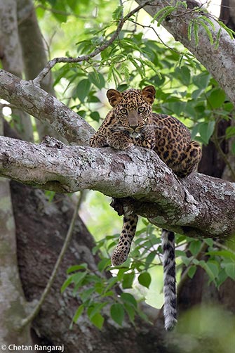 A curious Leopard cub <i>(Panthera pardus)</i> gazes at the strange contraption that's recording its image.