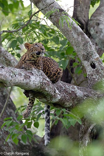 A Leopard cub <i>(Panthera pardus)</i>.