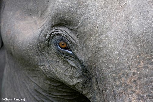 The eye of an Asian Elephant <i>(Elephas maximus indicus)</i>.