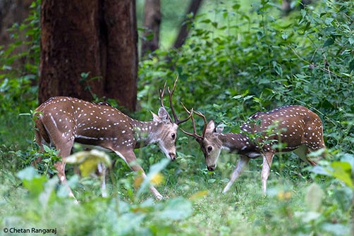 A pair of juvenile spotted deer <i>(Axis axis)</i> testing each other.