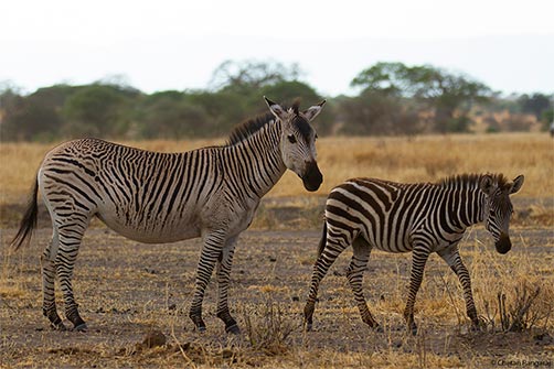 A very distinctive set of stripes on a Zebra <i>(Equus quagga)</i>.