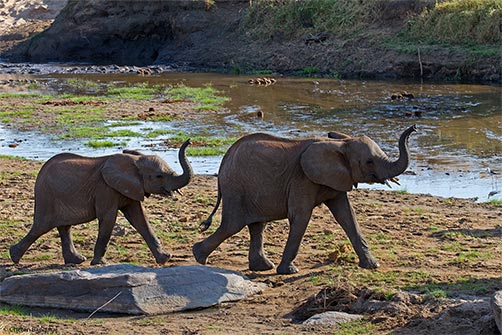 A pair of young African elephants <i>(Loxodonta africana)</i> marching on the banks of the Tarangire.