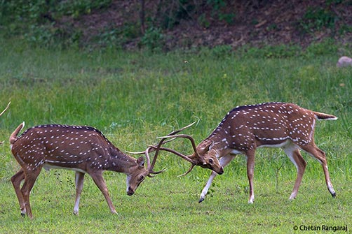 A pair of spotted deer <i>(Axis axis)</i> jousting during the rut.